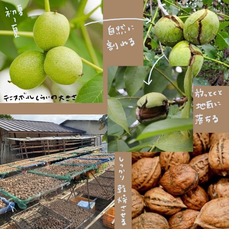 A photo showing the process of walnut cultivation in Japan, from early summer fruiting to natural splitting, falling, and drying