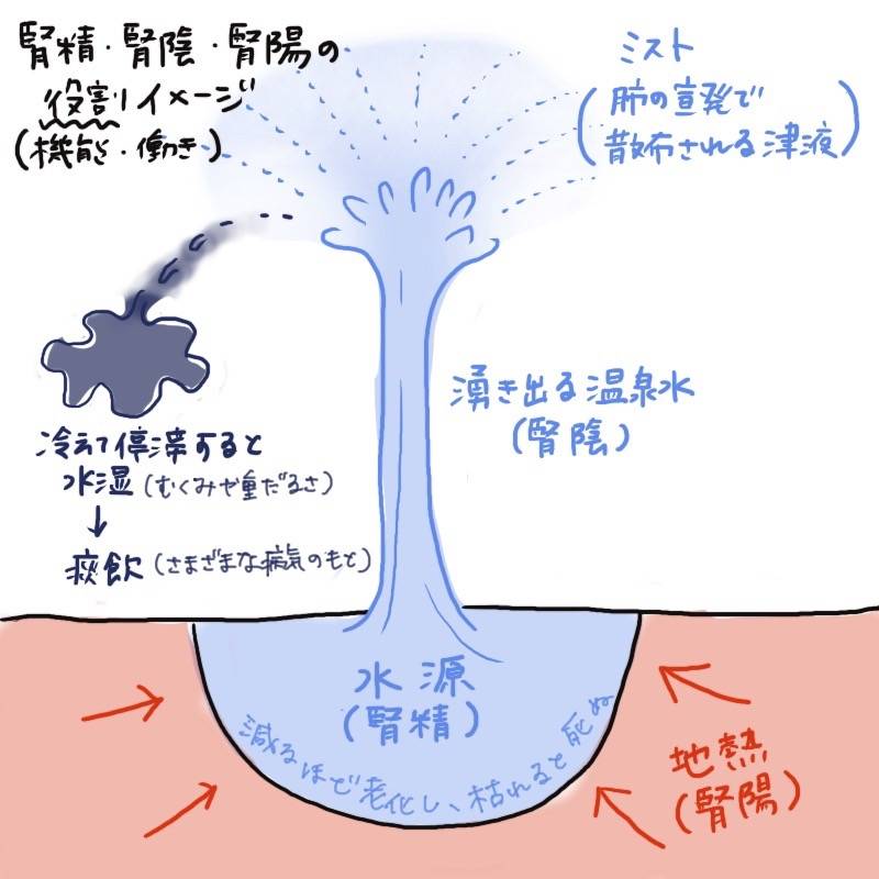 An illustrated diagram showing Jinsei as a water source, explaining the roles of Kidney Yin and Kidney Yang and the circulation of body fluids