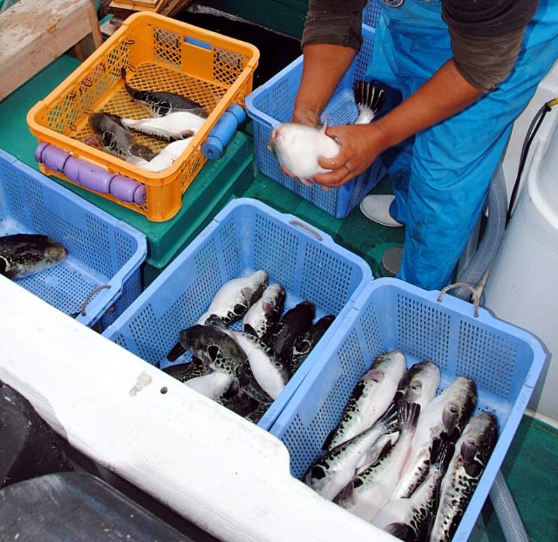 Fishermen sorting freshly caught pufferfish on the deck of a fishing boat