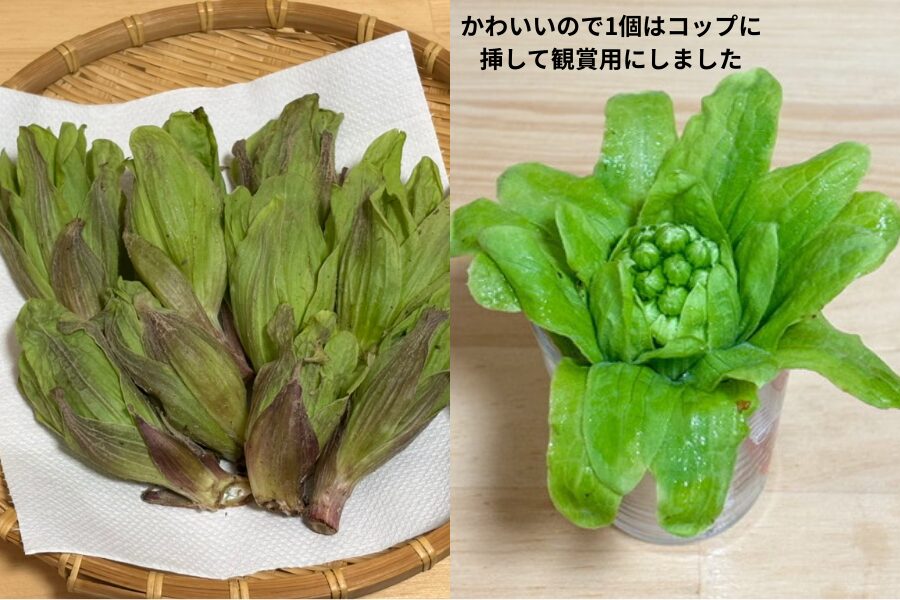 Fukinoto buds purchased at an Itoshima farmers’ market, including one displayed in a cup for decoration