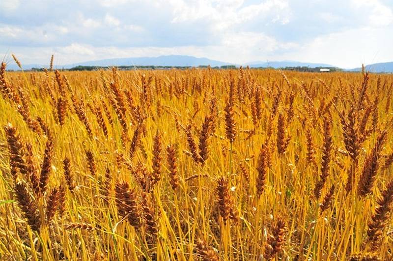 A golden barley field ready for harvest, representing the barley used to make mugi miso.