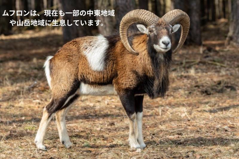 Wild mouflon with large curved horns, considered an ancestor of domestic sheep.