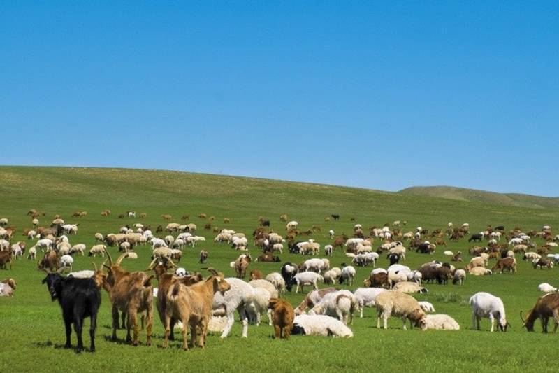 A flock of sheep grazing on open grassland, representing traditional sheep pastoralism.