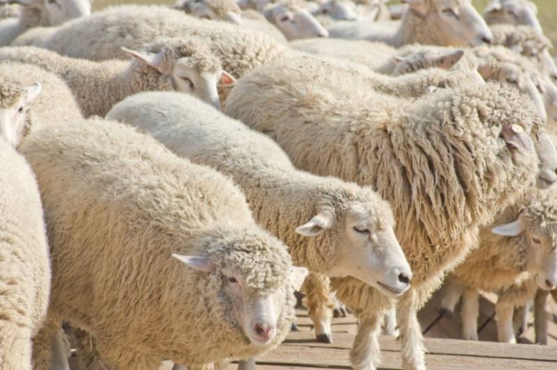 Domesticated sheep kept under human care, gathering closely in a flock.