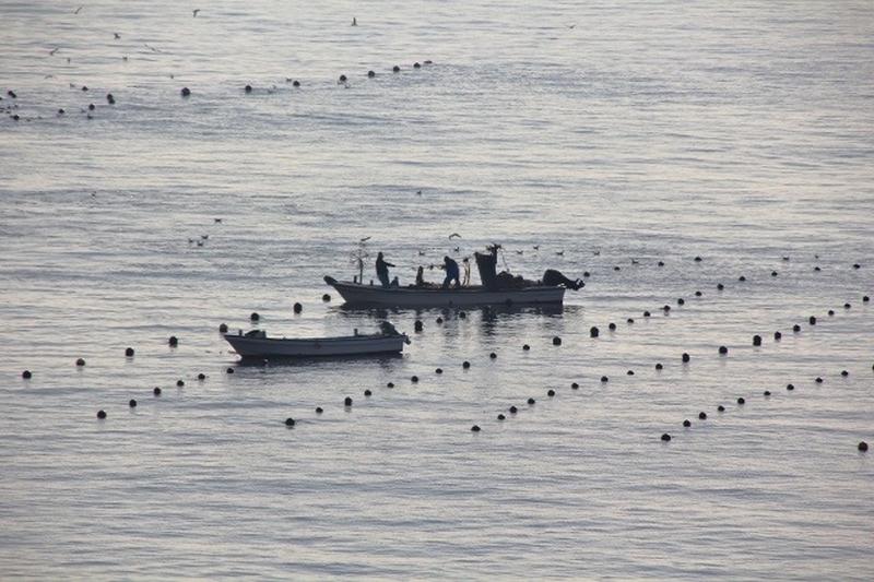 Wakame seaweed harvesting taking place among cultivation lines set across the sea