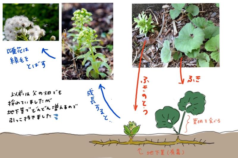 Illustrated explanation and photos showing the growth stages and underground rhizome system of fukinoto (Japanese butterbur)
