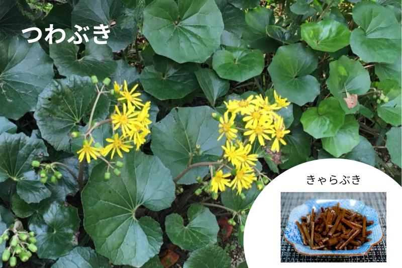 Cluster of blooming tsuwabuki (Japanese leopard plant) with yellow flowers alongside an image of the traditional dish kyara-buki