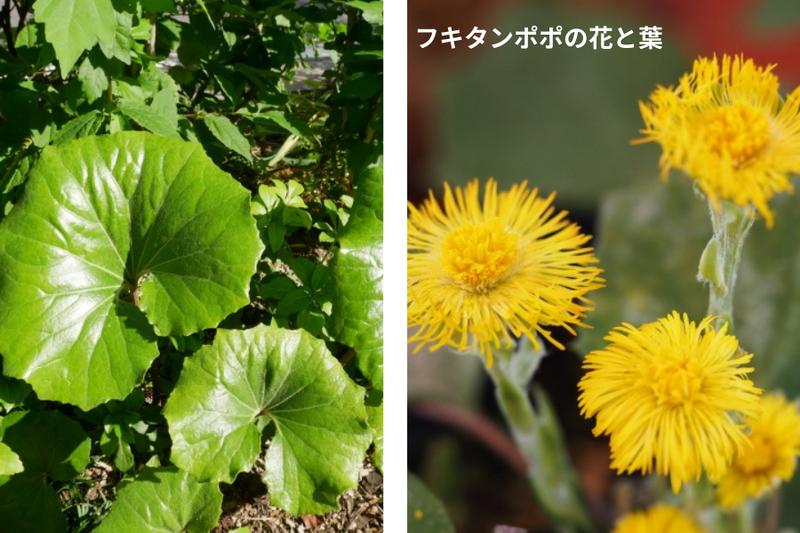 Photos comparing the leaves and yellow flowers of coltsfoot (Tussilago farfara)