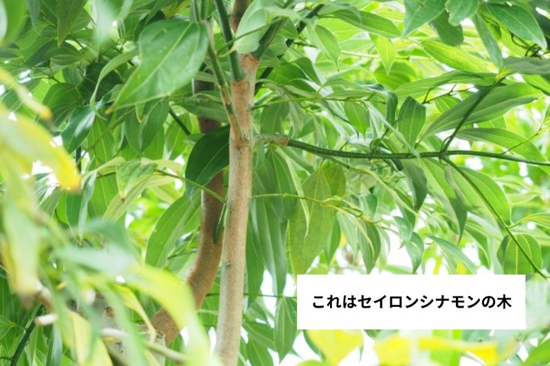 Image of a Ceylon cinnamon tree showing its trunk and green leaves.