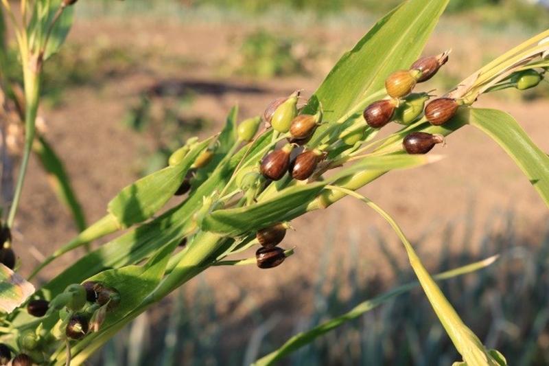 Seeds of Job’s tears growing on the plant