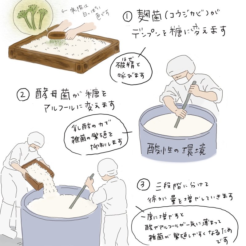 Illustrated diagram explaining the sake brewing process, showing koji converting starch to sugar, yeast fermentation, and the three-stage brewing method.