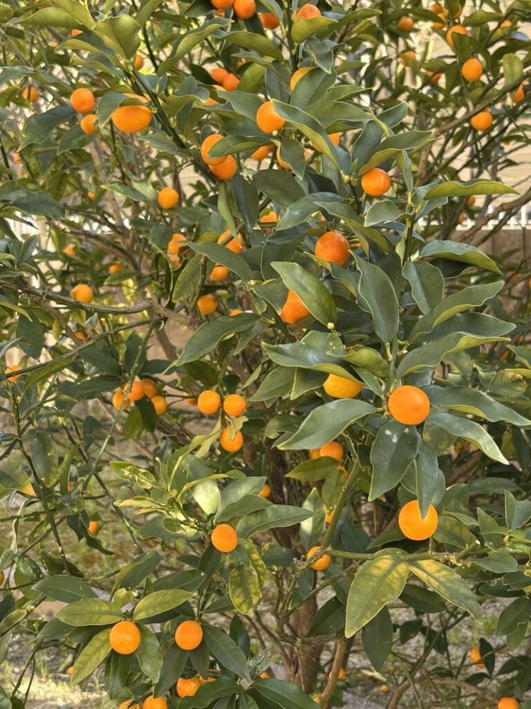 A kumquat tree in a garden with many bright orange fruits growing densely among green leaves.