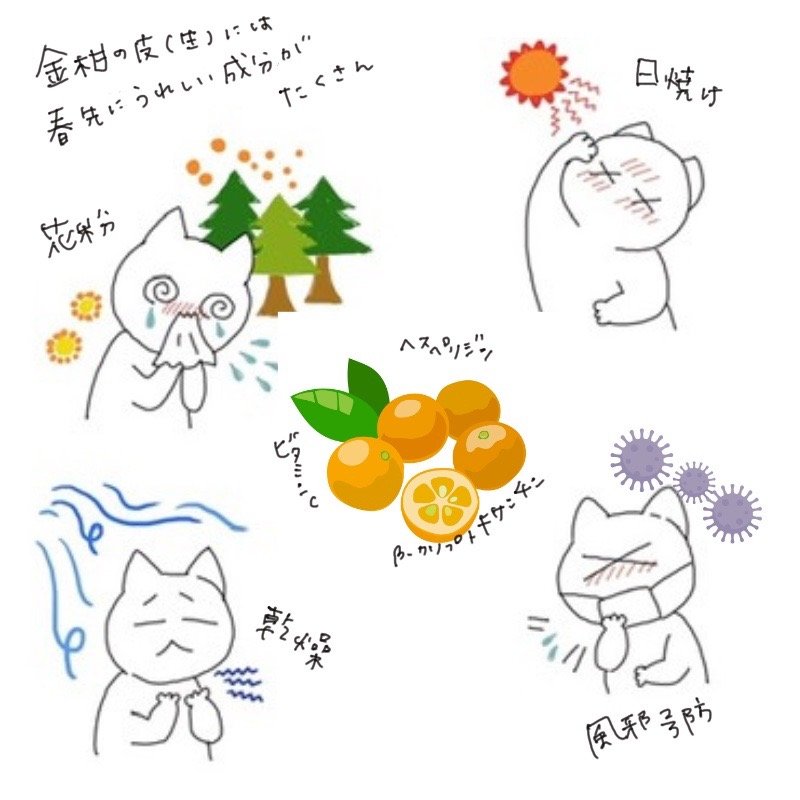 Illustration showing the nutritional components and benefits of kumquat, including vitamin C, hesperidin, and beta-cryptoxanthin