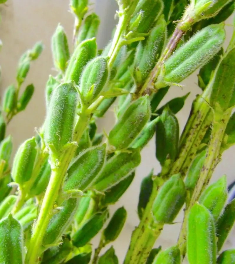 Close-up of green sesame seed pods covered in fine hairs, densely clustered along the stem