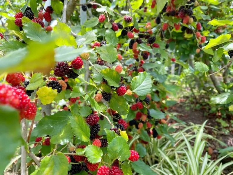 Mulberry tree branches heavily laden with red, black, and unripe berries