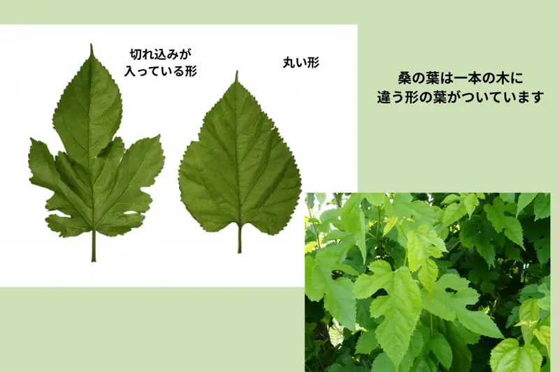 Comparison of two mulberry leaf shapes — lobed and round — alongside a photo of an actual mulberry tree