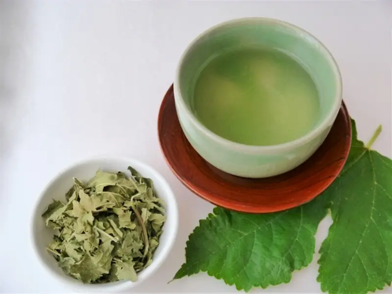 A cup of mulberry leaf tea with dried mulberry leaves and fresh mulberry leaves