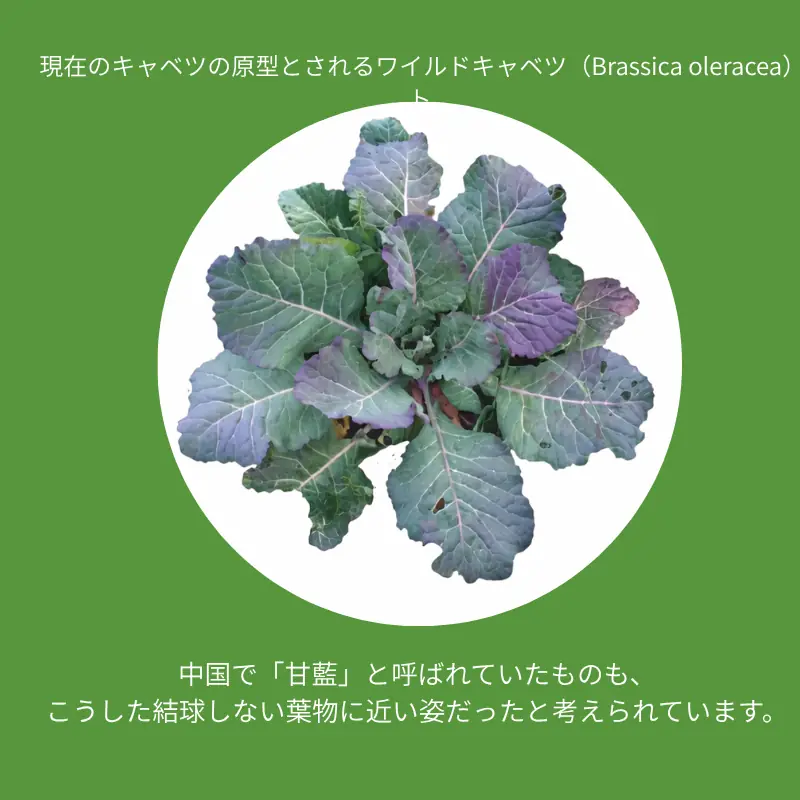 Wild cabbage (Brassica oleracea) with spreading green and purple leaves — the non-heading ancestor of modern cultivated cabbage
