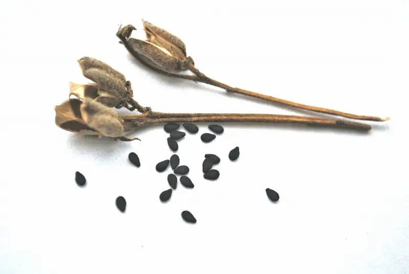 Dried sesame plant stems and open seed pods with black sesame seeds scattered on a white background