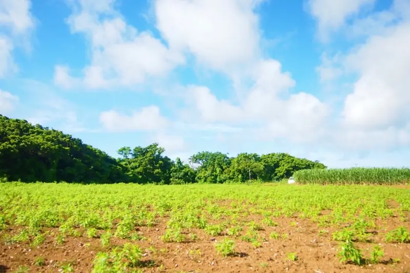 A sesame field on Kikaijima island under a bright blue sky, with rows of young green sesame plants