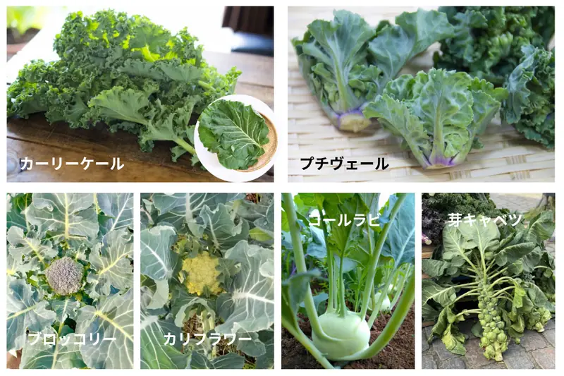 Comparison photo of six Brassica oleracea varieties: curly kale, petit vert, broccoli, cauliflower, kohlrabi, and Brussels sprouts