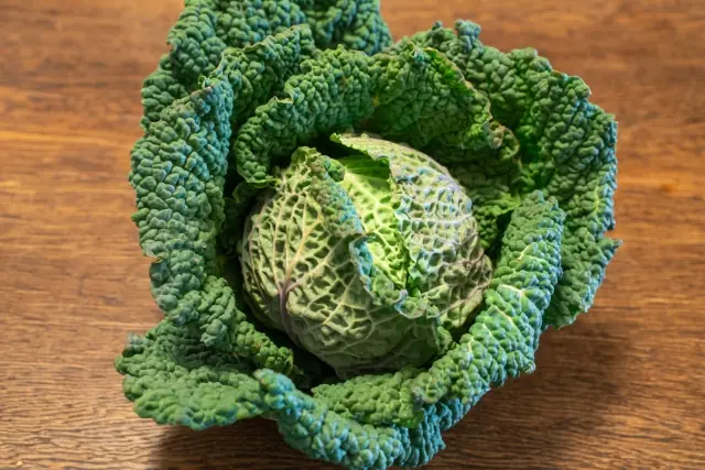 Savoy cabbage with its distinctive crinkled leaves — a European variety that appears in stores during winter