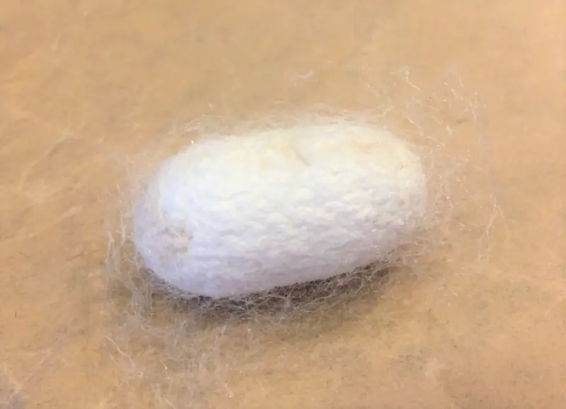 A white silkworm cocoon placed on a beige surface