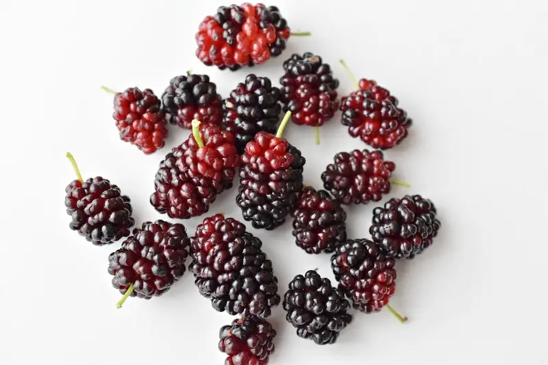 Ripe red and dark purple mulberries on a white background