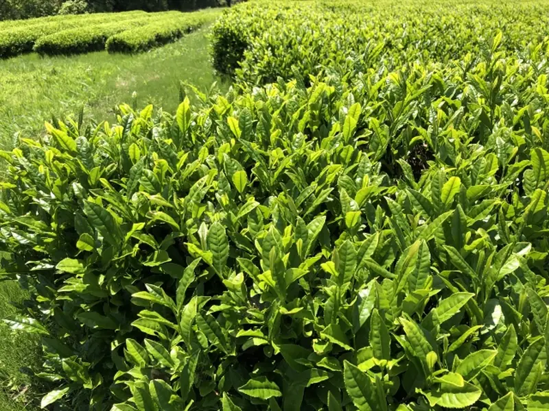 Neatly arranged rows of tea bushes stretching across a green tea field.