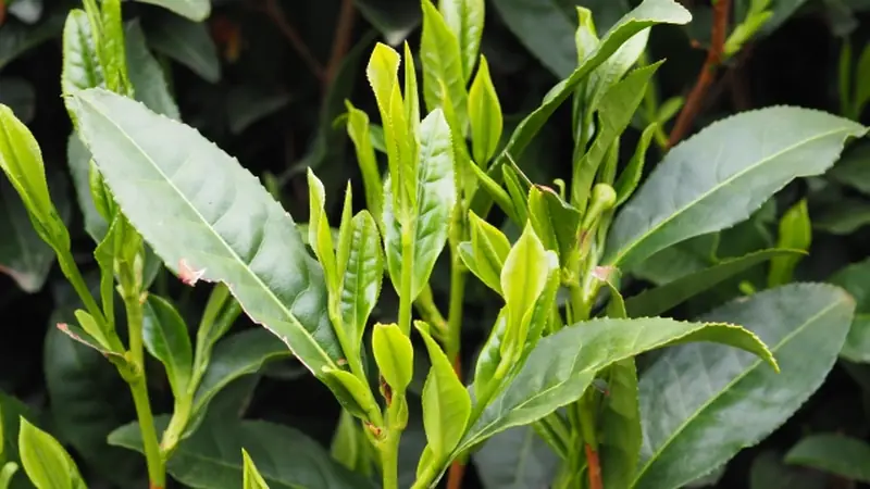 Close-up of dried tea leaves spread in a bowl.