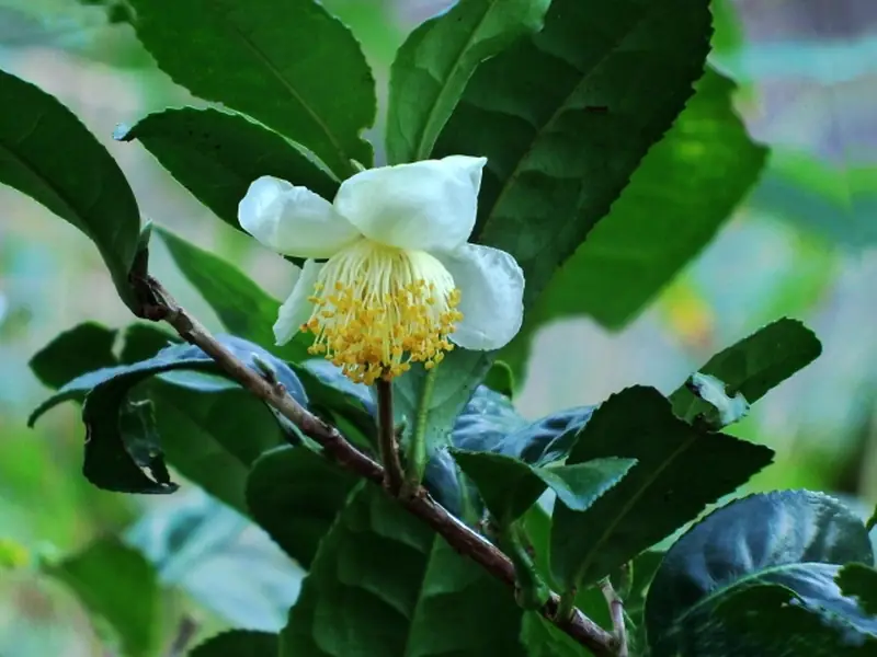 Close-up of the leaves and branches of Camellia sinensis, the tea plant.