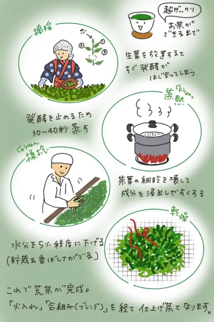 An illustrated diagram showing the production process of sencha, from tea picking through steaming, rolling, and drying.
