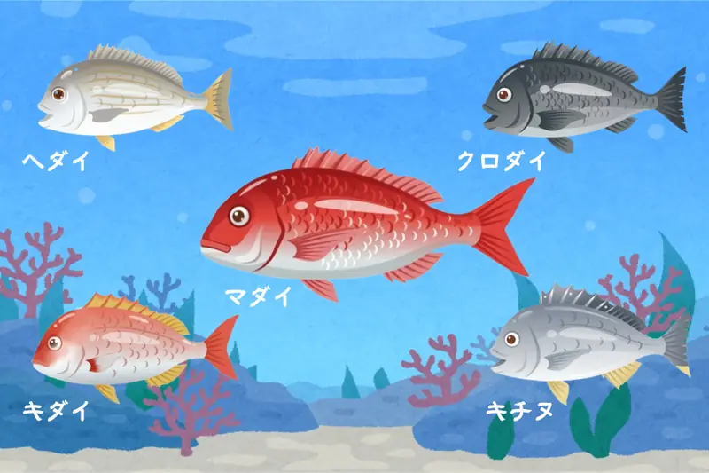 Various types of sea bream displayed together, including madai (red sea bream), chidai, kidai, and kurodai (black sea bream).