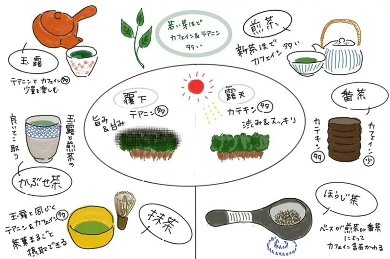 Various types of Japanese green tea displayed together, including sencha, gyokuro, hojicha, and matcha.