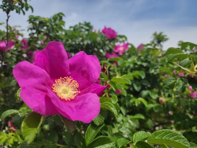 Rosa rugosa flower, the source plant of Mei Gui Hua