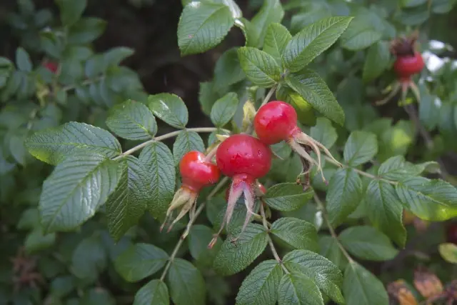 Red rose hips rich in vitamin C and polyphenols