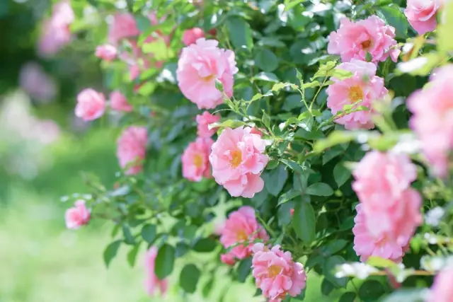 Fragrant Damask rose flowers