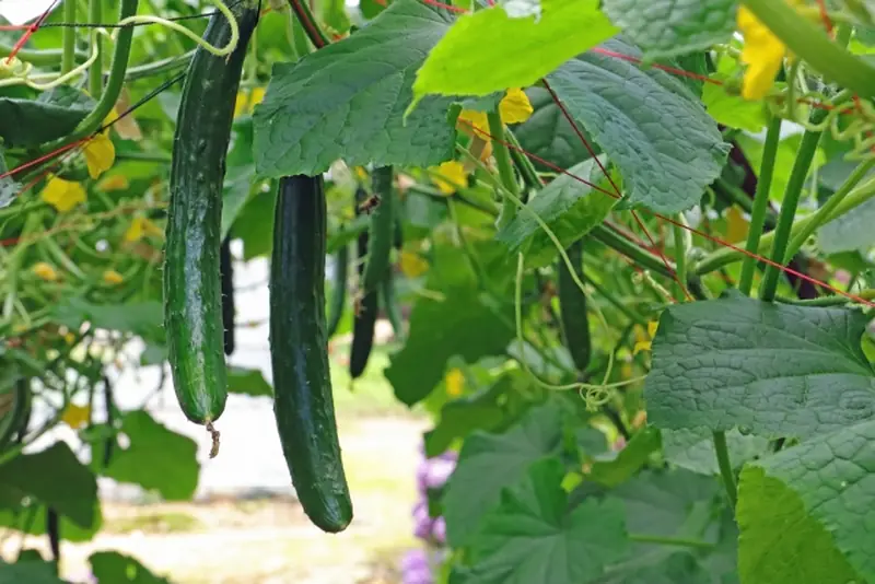 Fresh cucumbers growing on vines in a field