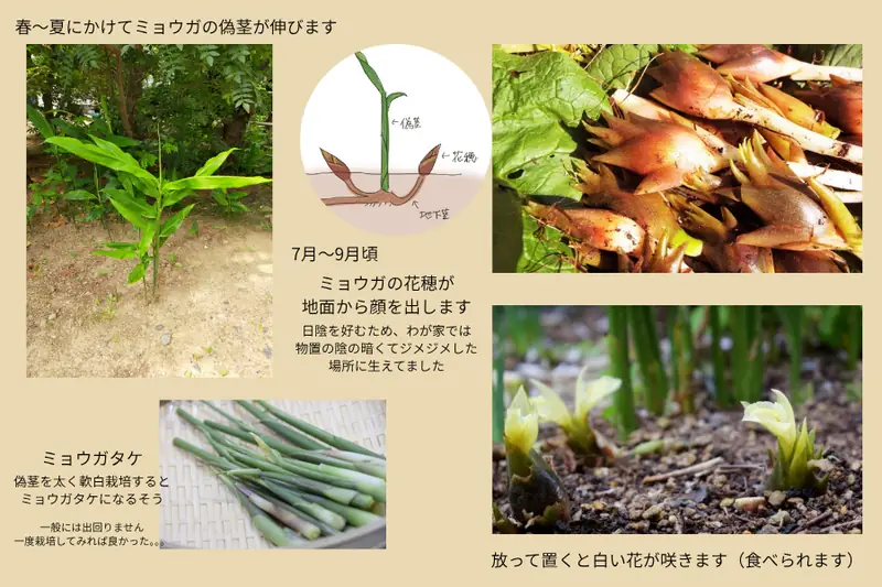 Alt text: Image explaining the growth stages of myoga, including shoots, flower buds, flowers, and myoga-take
