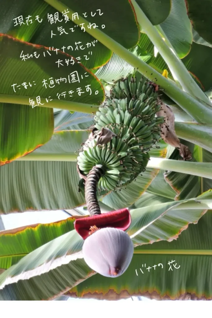 Banana flower hanging below broad leaves and a cluster of green bananas