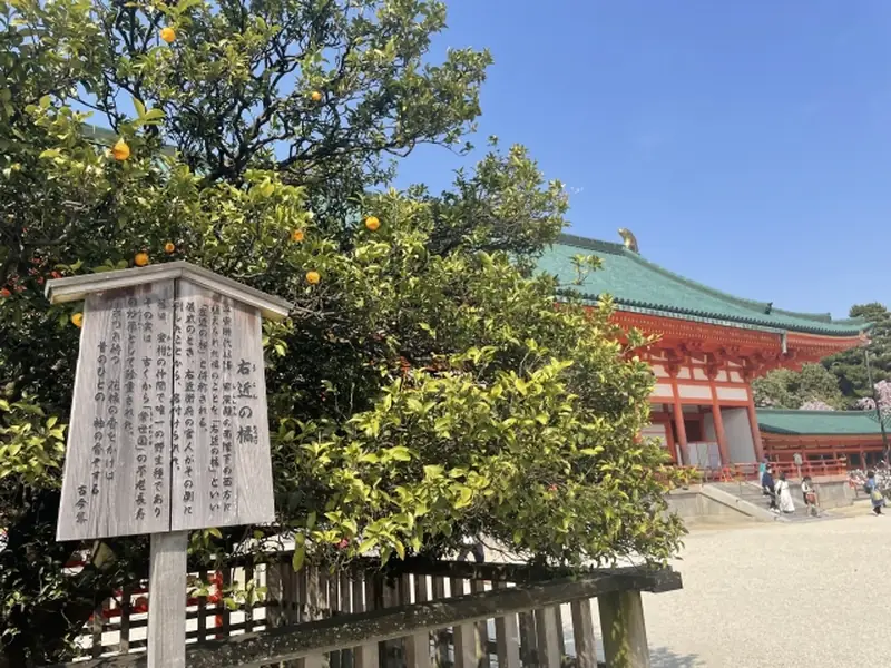 Ukon no Tachibana tree at the Kyoto Imperial Palace