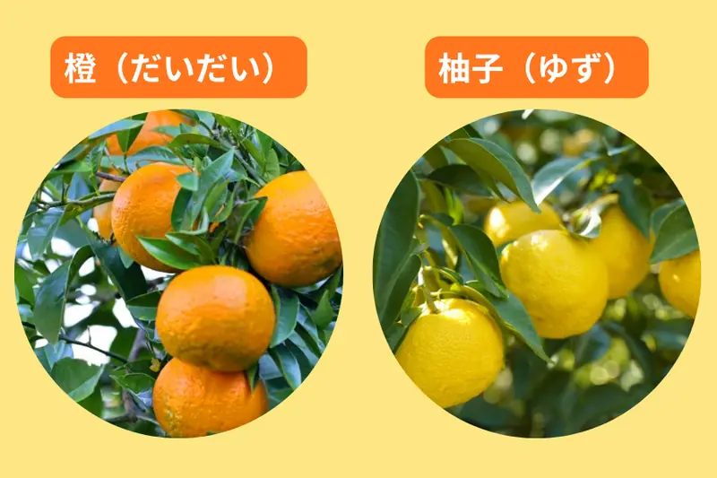 Image comparing daidai and yuzu as sour citrus fruits