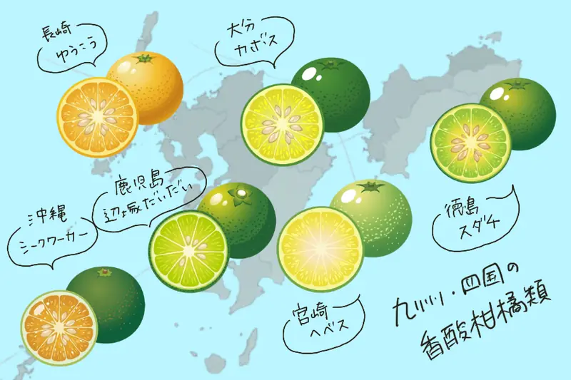 Illustrated map showing regional sour citrus fruits in Kyushu and Shikoku