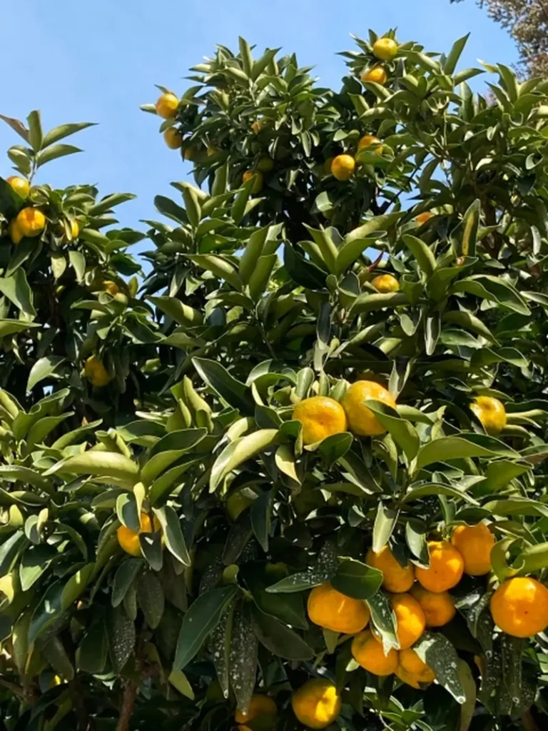 Tachibana citrus tree bearing yellow fruit