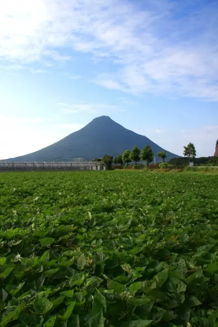 A sweet potato field in Kagoshima, with green leaves stretching toward a mountain beneath a blue sky.