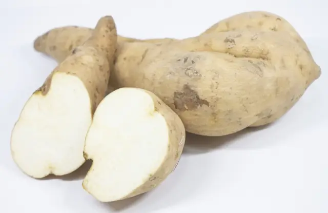Koganesengan sweet potatoes with pale yellow-white skin and cut pieces revealing the flesh.