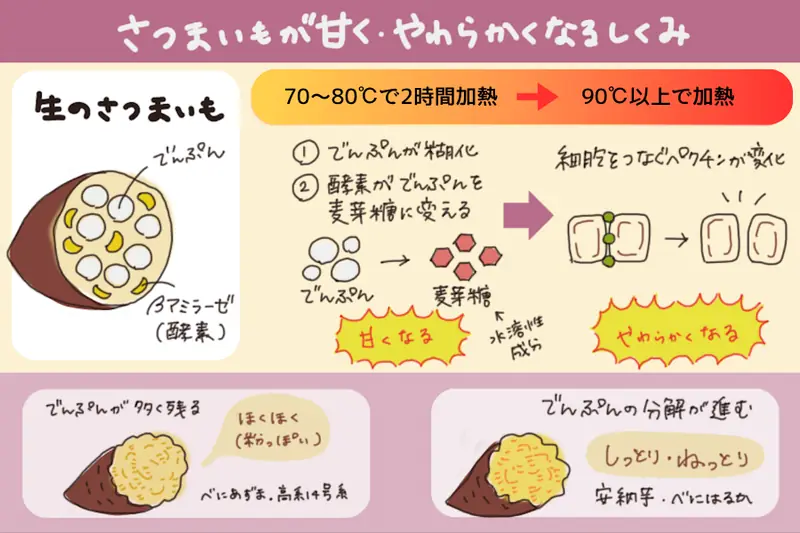 A diagram linking starch gelatinization, maltose production by beta-amylase, and changes in pectin to sweet potato sweetness and texture.